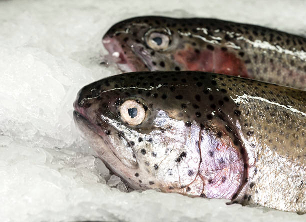 istock Seafood on ice at the fish market 479220970