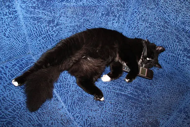 Photo of black cat plays with phone tube