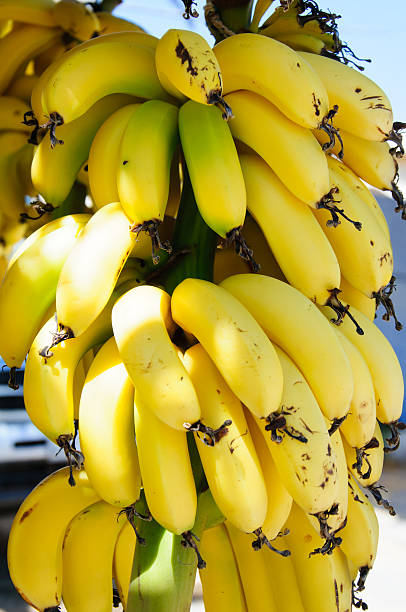 istock Bunch of small yellow bananas for sale 479223003