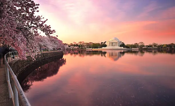 Photo of cherry blossom festival in Washington D.C.