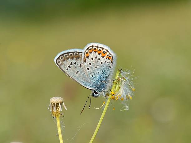 istock Silver-studded Blue Butterfly - Plebejus argus Male 479223880