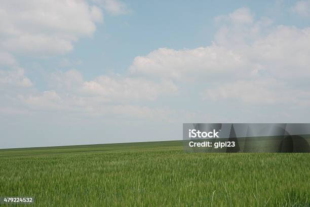 Green Barley Field Against Cloudy Summer Sky Stock Photo - Download Image Now - 2015, Agricultural Field, Agriculture