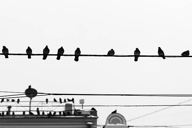 istock Pigeon birds sit on wires and antennas 479225258