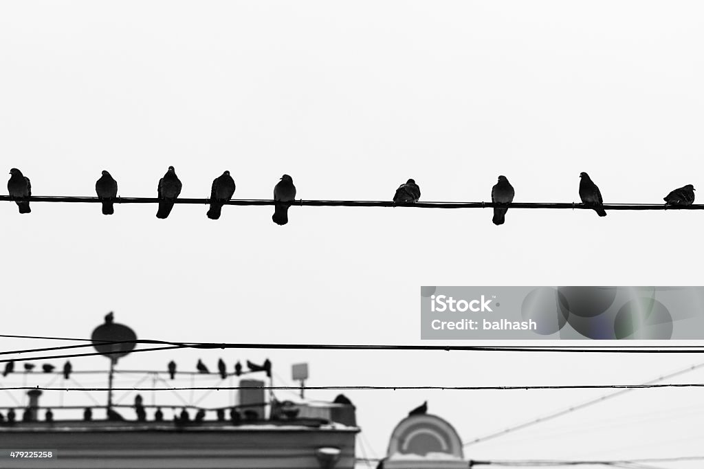 Pigeon birds sit on wires and antennas Pigeon birds sit on wires and antennas. In the age of cable and radio messaging pigeons lost their job of message delivering. So they are unemployed now 2015 Stock Photo