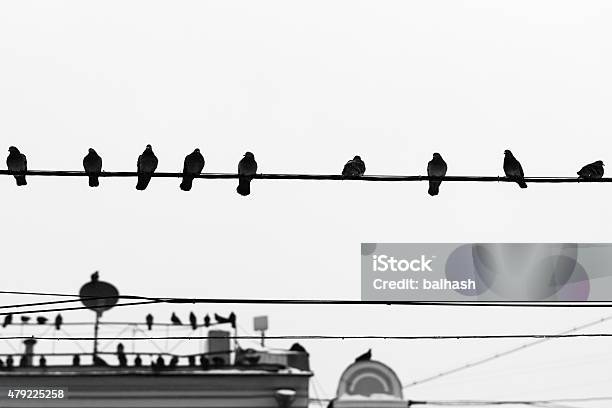 Pigeon Birds Sit On Wires And Antennas Stock Photo - Download Image Now - 2015, Animal, Animal Body Part