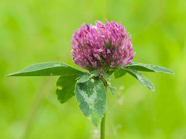 istock flower of red clover on blurred green macro 479225838