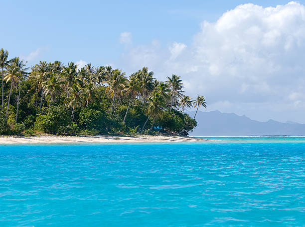 istock The island with palm trees in  ocean 479225850