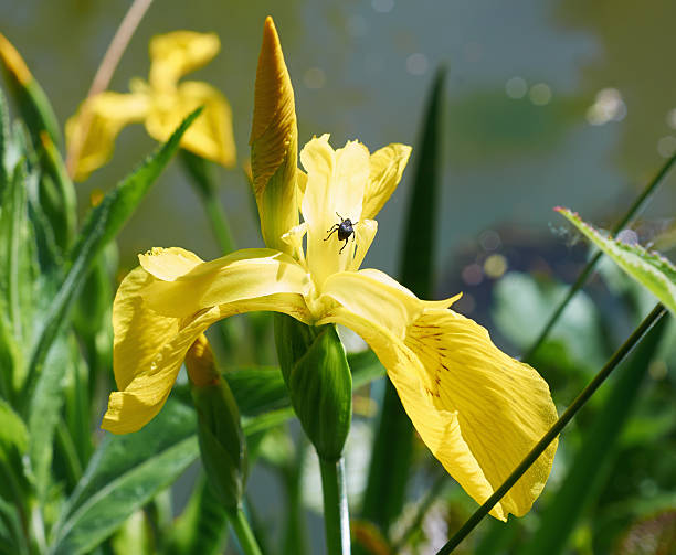 Agua Iris Flor Amarilla Con Negro Corrección De Primer Plano Foto de stock  y más banco de imágenes de 2015 - iStock