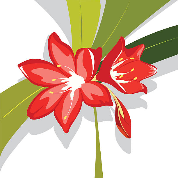 illustrations, cliparts, dessins animés et icônes de rouge fleur de lys, illustration vectorielle - amaryllis