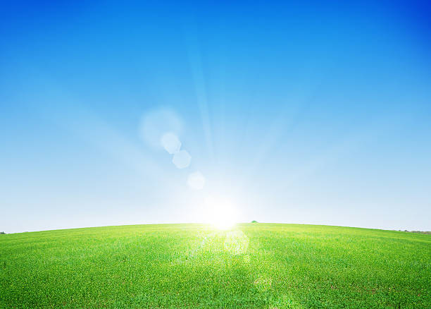 Endless green grass field and deep blue sky background