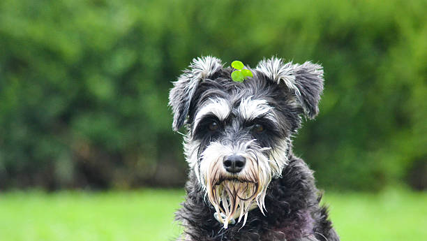 istock Schnauzer Portrait 479227506