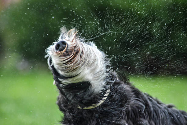istock Schnauzer Shaking Off Water 479227518