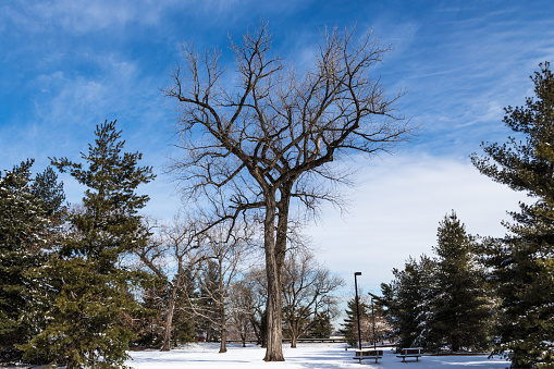 A bare tree stands alone amid the pine trees at the Lyndon Johnson Memorial Grove