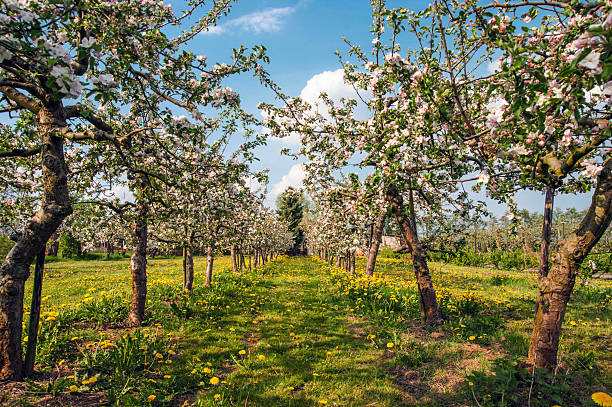 Beautiful old flowering apple orchard in two rows of apple trees and dandelions in the gras.