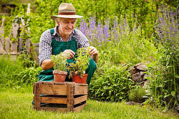 istock Gardener seedlings garden 479228398
