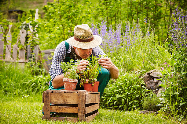 istock Smell man seedling Garden 479228400
