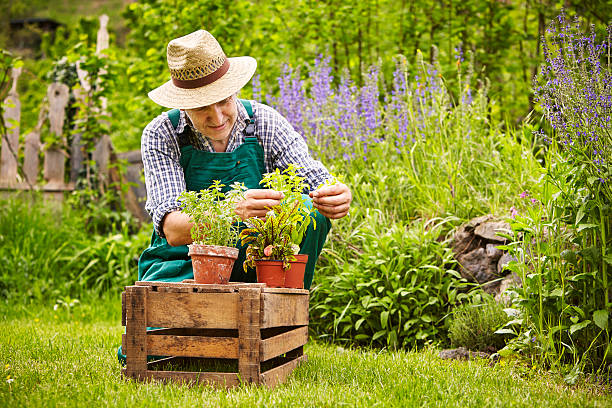 istock Man herbs plants garden 479228408