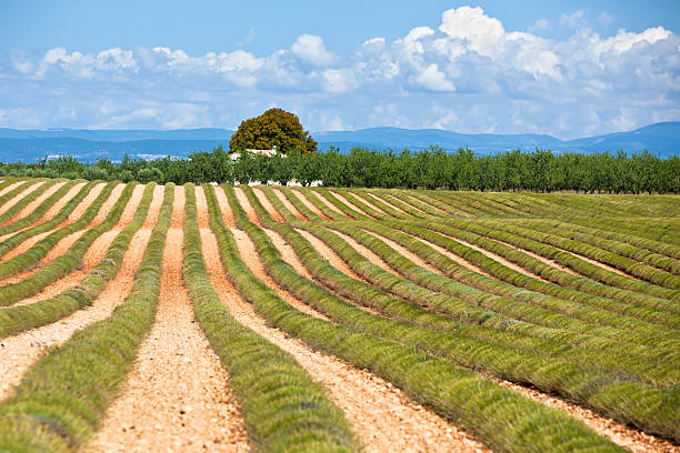 istock Rural house in a harvested lavender field 479228456