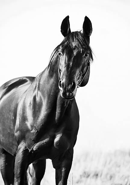 istock portrait of wonderful   bay  sportive  stallion in the meadow. 479230607