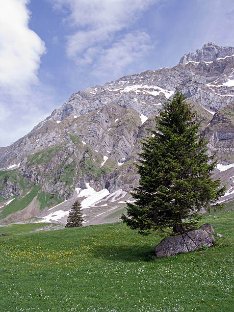 Springs à den Alpen suisse - Photo