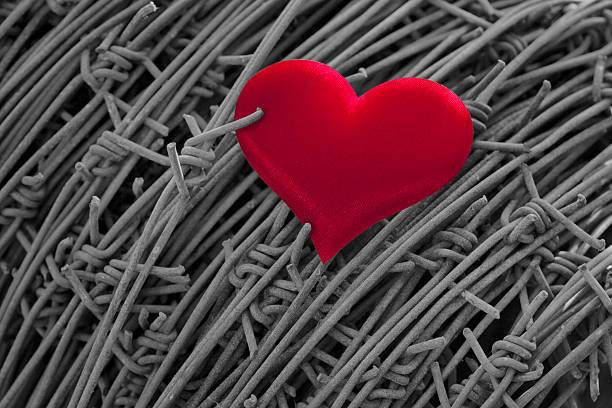 istock Red Heart on Barbed Wire 479231570