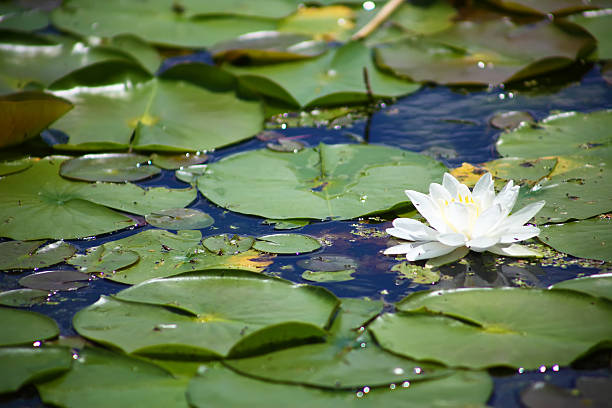 istock White water lily with green leaves 479232279
