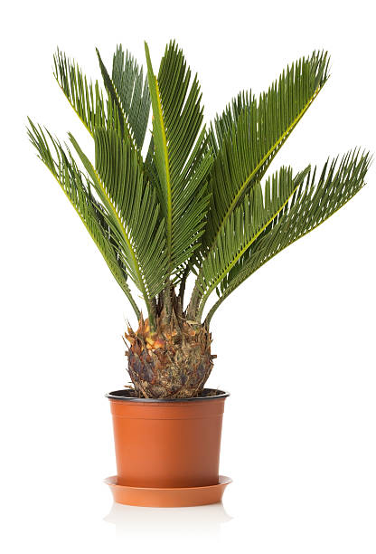 istock Palm tree cycas revoluta isolated on white background 479232525