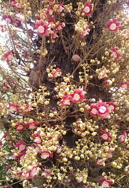 istock Colorful flowers of fruit tree Apricot monkeys 479232883
