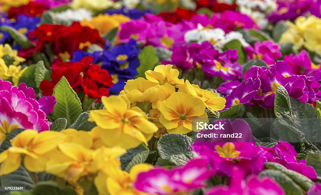 Primulas Central focus on a group of brightly colored Primroses Flower Stock Photo
