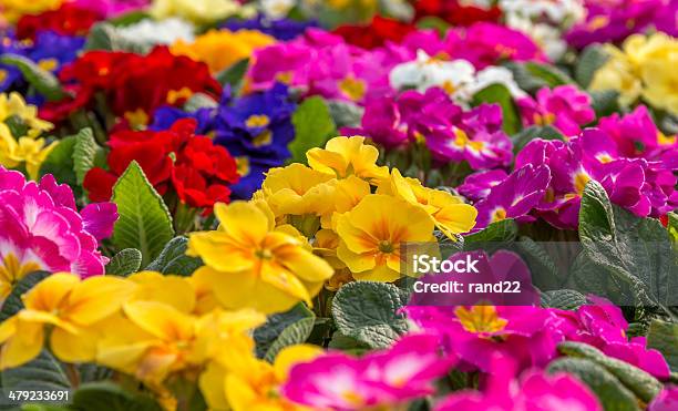 Primulas Stock Photo - Download Image Now - Flower, Garden Center, Annual - Plant Attribute