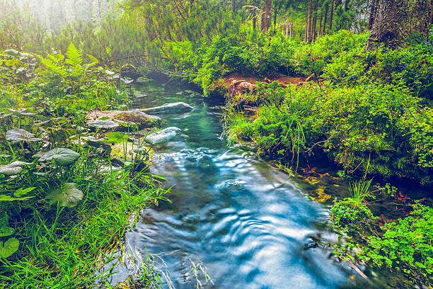 istock Forest stream in the morning 479233746