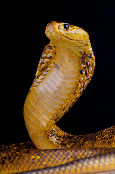 istock Cape cobra / Naja nivea 479233789