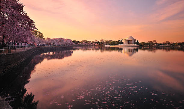 istock cherry blossom festival in Washington D.C. 479233837