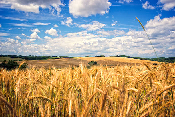 istock Golden wheat field on a sunny summer day 479235042