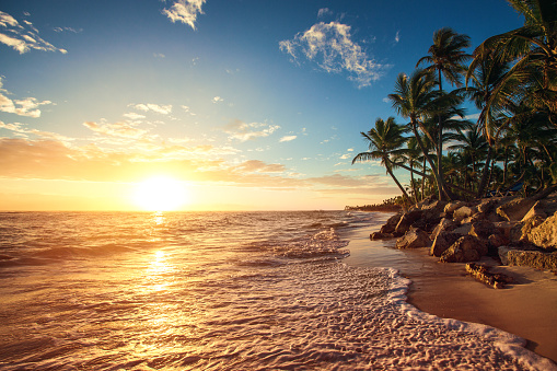 Palm Trees On The Tropical Beach Stock Photo - Download Image Now ...