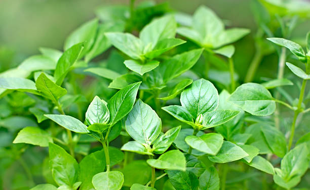 istock Fresh Basil - fresh leaves of Basil 479235550