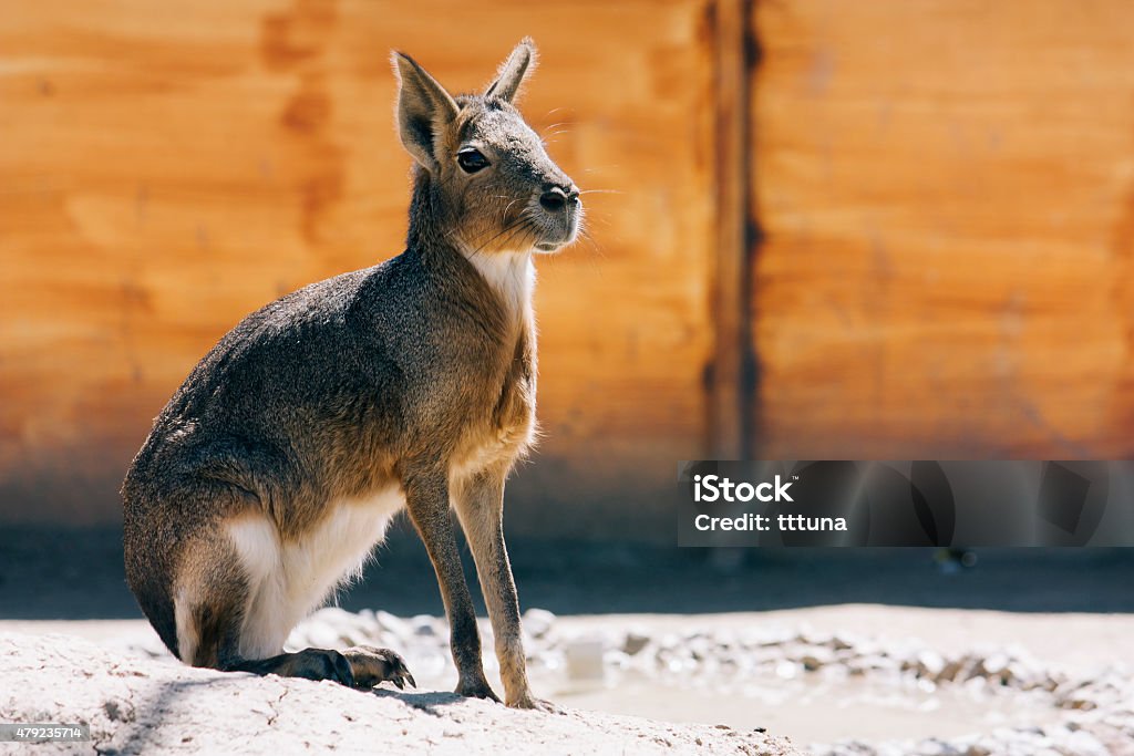 kangaroo posing, beautiful in nature animal photograph Color image of well composed and illuminated animal photograph. While photographing behavior of animal is not controlled it act as in his true nature. Photograph taken with Canon DSLR camera and edited in Photoshop sharpened and color correction made. 2015 Stock Photo