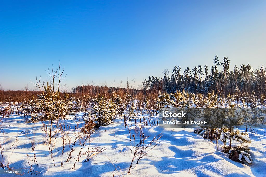 Winter field Winter field under blue sky. Nature background 2015 Stock Photo