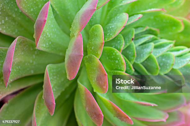 Succulent Stock Photo - Download Image Now - Desert Area, Macrophotography, Nature