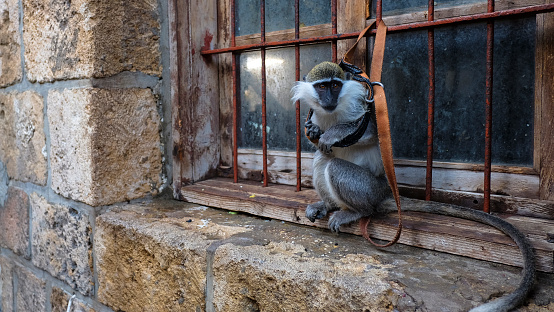 A small monkey on a leash, attached to a window in Byblos, Lebanon. 2014.