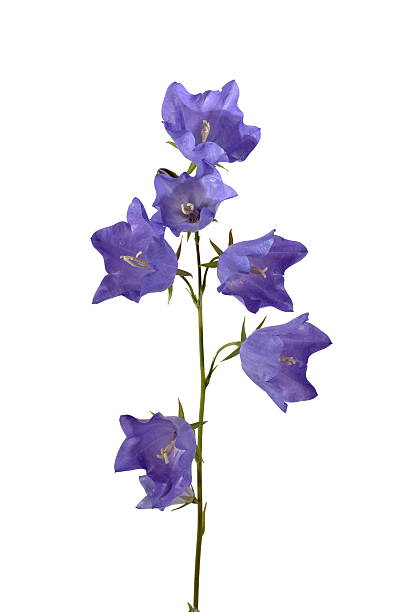 istock Blue bellflower isolated over white 479238292