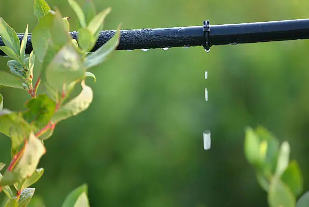 Water saving drip irrigation system in use.