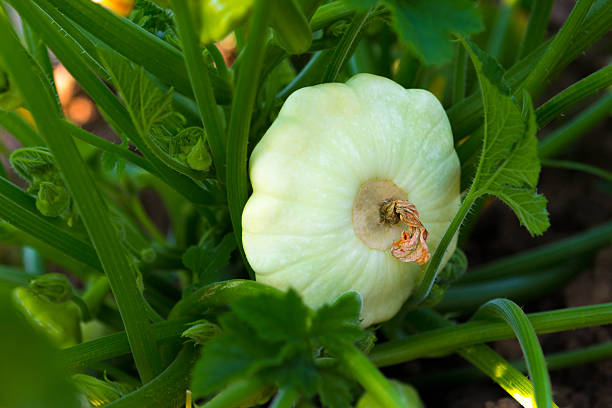 mûres pâtisson - pattypan squash photos et images de collection