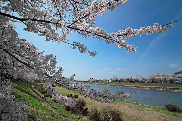 istock cherry blossom  in  Kakunodate 479238829