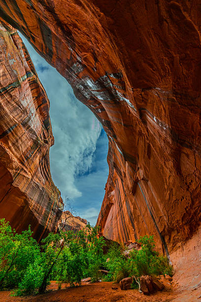istock Neon Canyon after the rain storm Utah Landscape 479239318