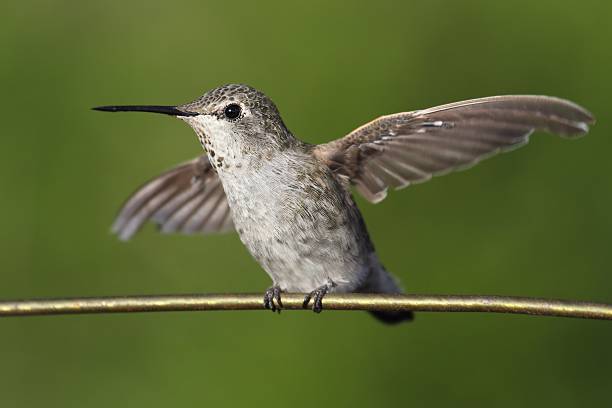 istock Annas Hummingbird (Calypte anna) on a wire 479242386