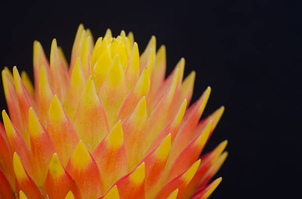 close up macro beautiful bromeliad flower
