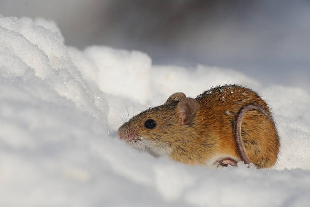 istock Mouse in snow with circle of tail 479242992