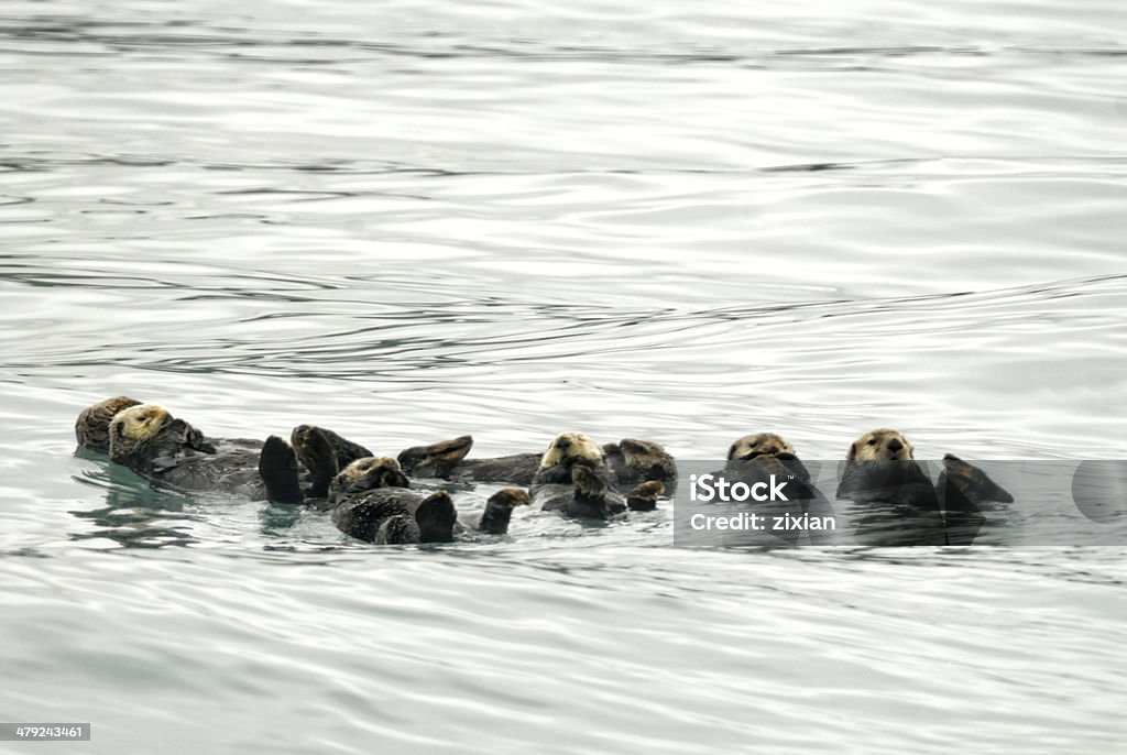 sea otters sea otters sleeping on the ocean Sea Otter Stock Photo