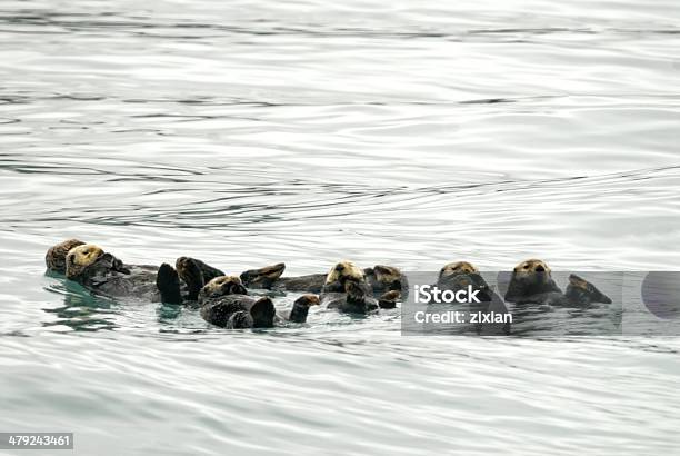 Sea Otters Stock Photo - Download Image Now - Sea Otter, Alaska - US State, Animal Wildlife